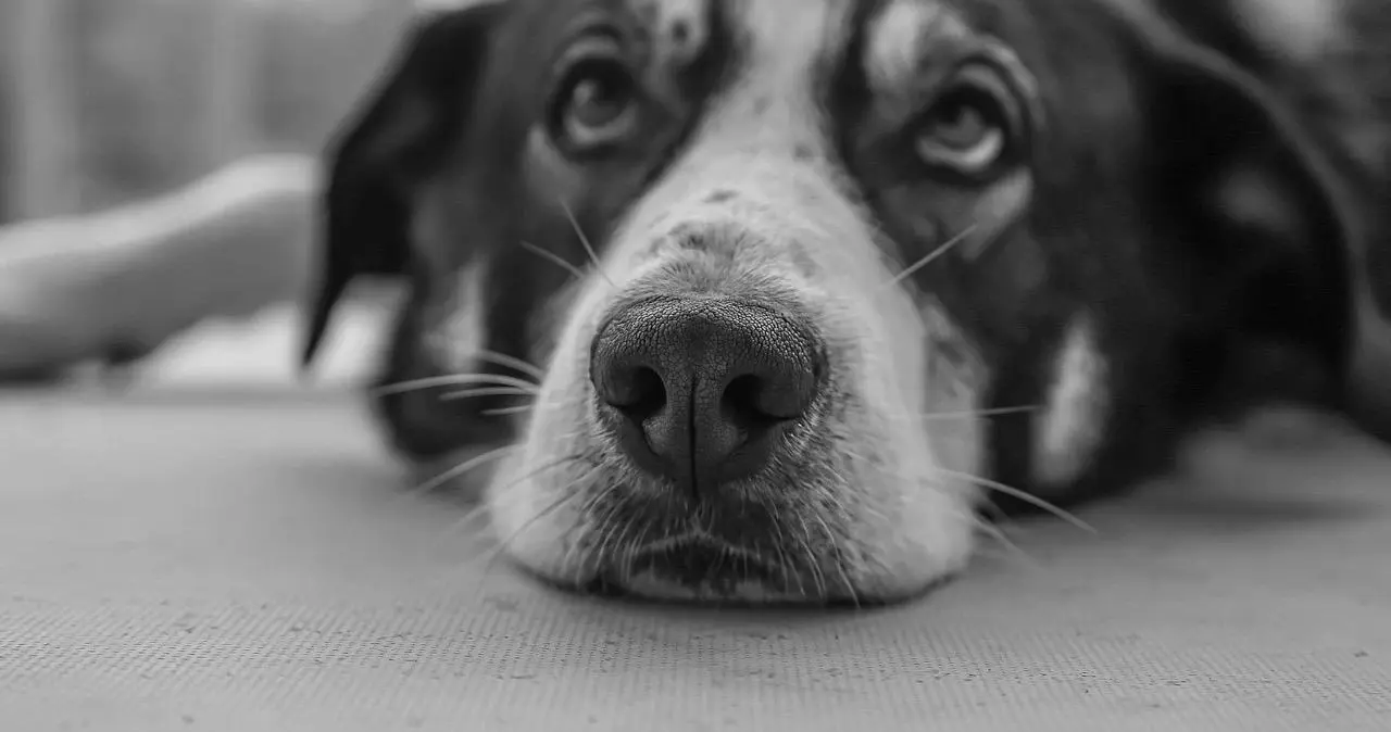 【西檬之家】Brat属性解析：字母圈中的“讨罚”心理与互动指南